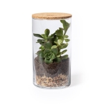 Terrarium mit Kaktussamen für den vertikalen Anbau als Werbemittel farbe natürliche farbe zweite Ansicht