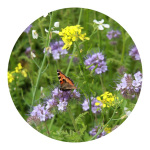 Kraftpapiertüte mit Bienen- und Schmetterlingsblumensamen farbe braun fünfte Ansicht